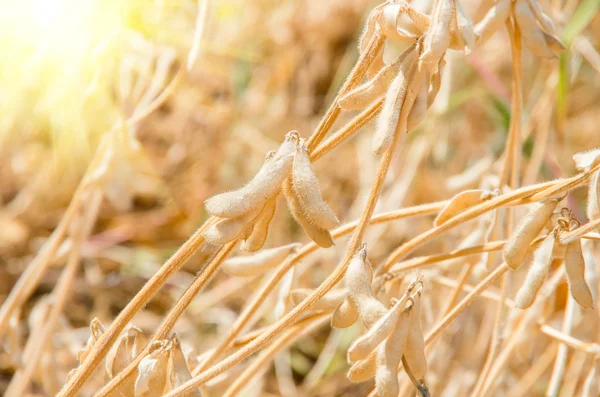 Cosecha Soja Listo Campo Agrícola Cultivado Cultivo Ecológico Plantación Soja — Foto de Stock