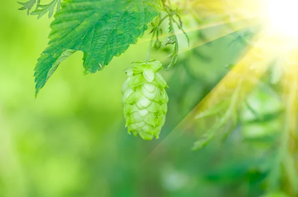 Sprig of green hops — Stock Photo, Image