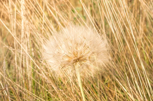 Campo dente-de-leão perto — Fotografia de Stock