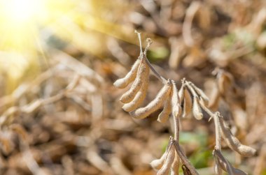 Sahada olgun soya fasulyesi
