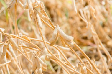 Olgun büyüyen soya fasulyesi