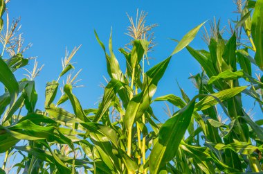 Organik mısır büyüyen