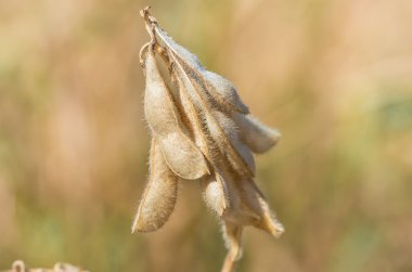 Sahada olgun soya fasulyesi