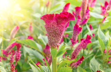 Kırmızı celosia çiçek