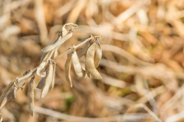 Soja madura en el campo — Foto de Stock