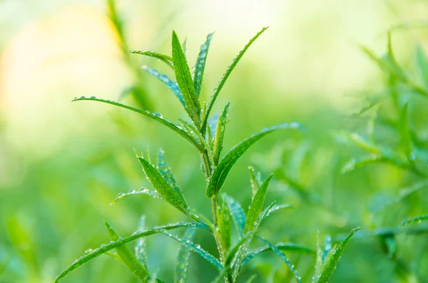 Good green tarragon — Stock Photo, Image