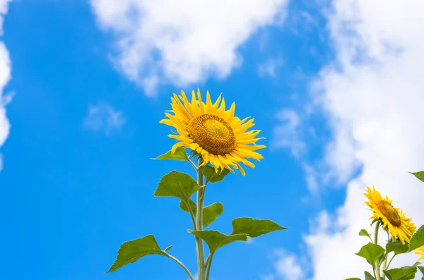 Blooming organic sunflower — Stock Photo, Image