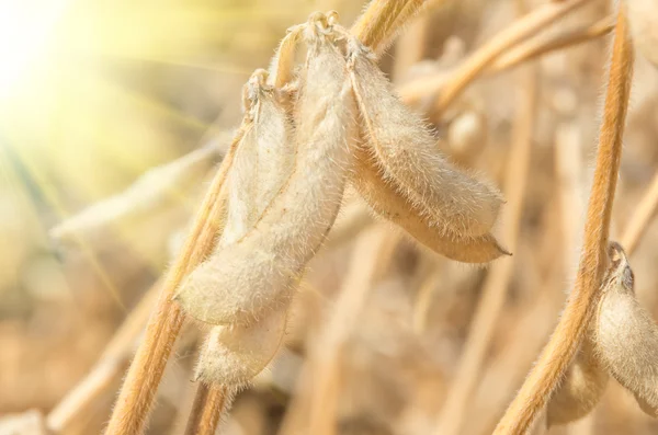 Soja madura en el campo — Foto de Stock