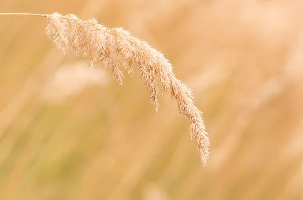 Mooie gele gras — Stockfoto