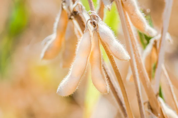 Ripe growing soybeans — Stock Photo, Image