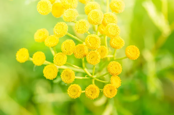 Tansy Tanacetum vulgare — Fotografia de Stock