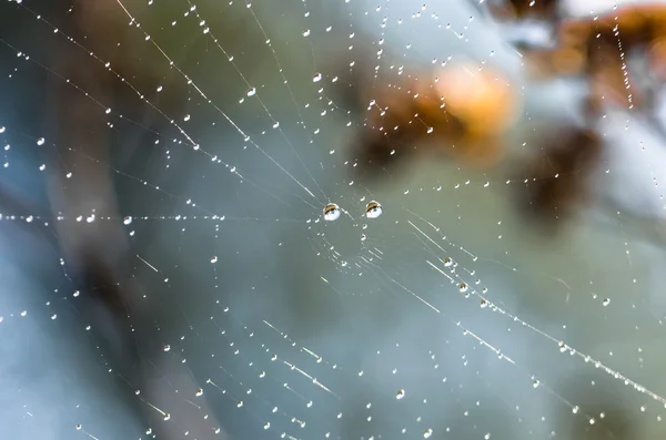 Drops of dew on a spider web — Stock Photo, Image