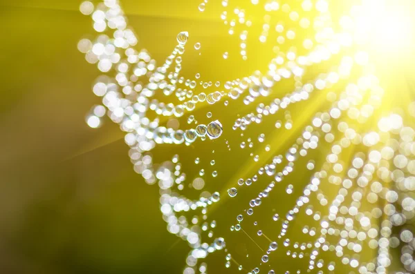 Tautropfen auf einem Spinnennetz — Stockfoto