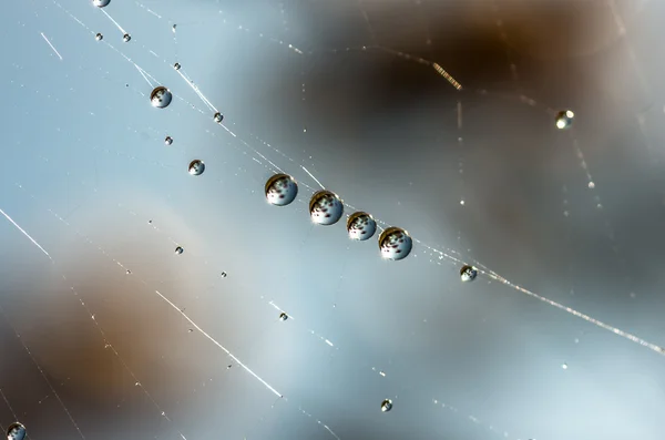 Drops of dew on a spider web — Stock Photo, Image