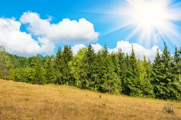 Foresta contro il cielo blu — Foto Stock