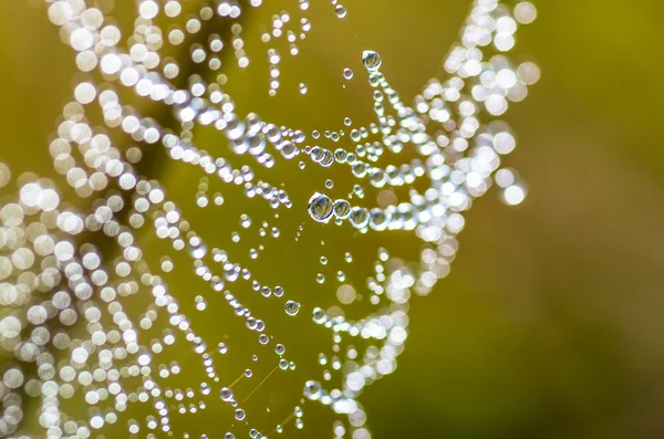 Drops of dew on a spider web — Stock Photo, Image