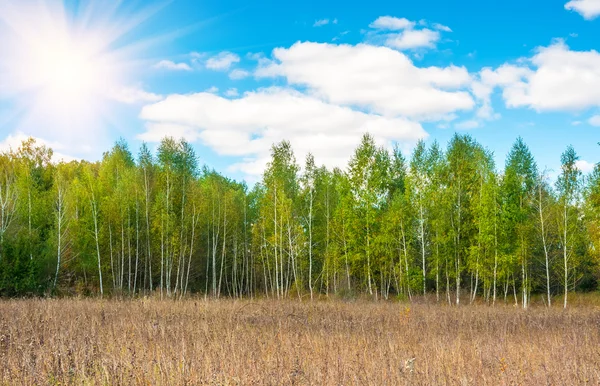 Birch forest background — Stock Photo, Image