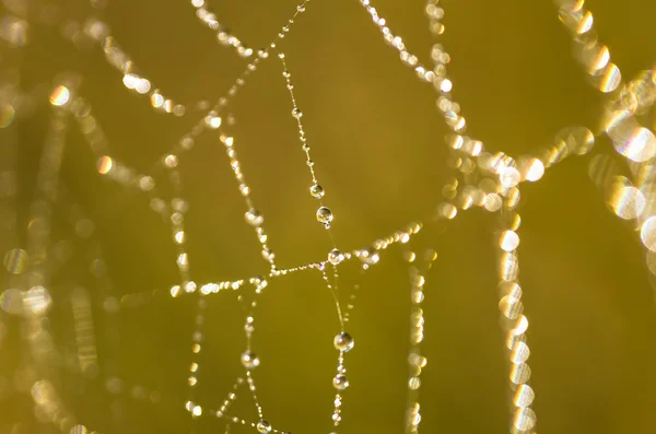 Drops of dew on a spider web — Stock Photo, Image