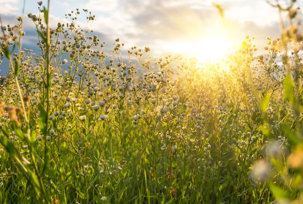 Campo de margaritas al amanecer — Foto de Stock