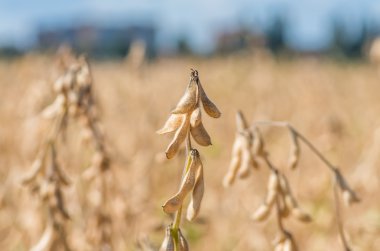 Hasat hazır soya ekili tarım alanı, organik tarım soya ekimi