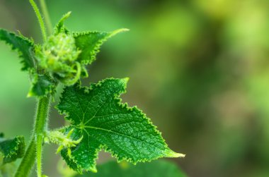 Yaprakları organik salatalık