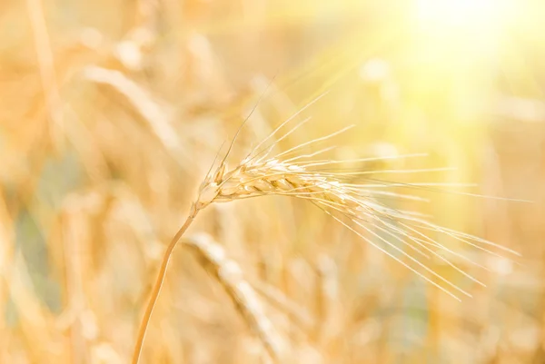 Zlatý klas pšenice — Stock fotografie