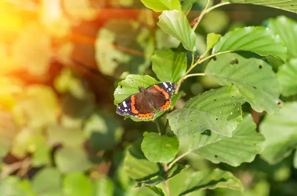 Borboleta na folha de árvore — Fotografia de Stock