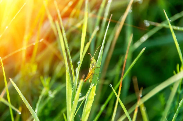 Saltamontes en la hierba — Foto de Stock