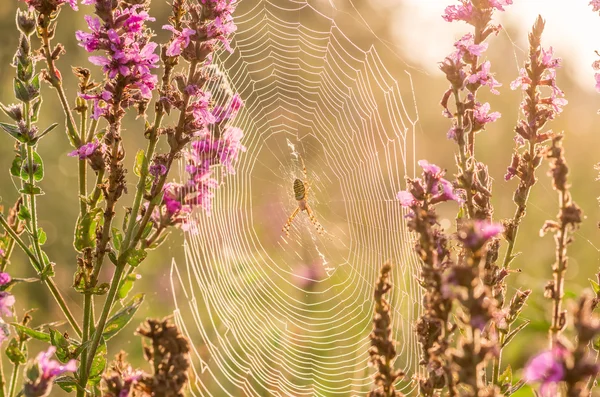 Spinne sitzt auf einem Spinnnetz — Stockfoto