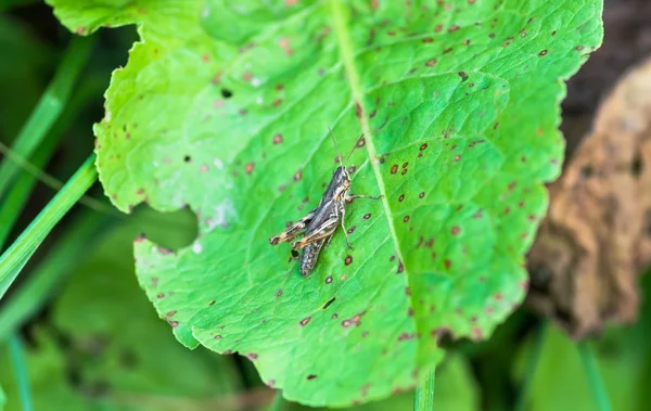 Heuschrecke Auf Einem Blatt Sommer Auf Einer Wiese — Stockfoto