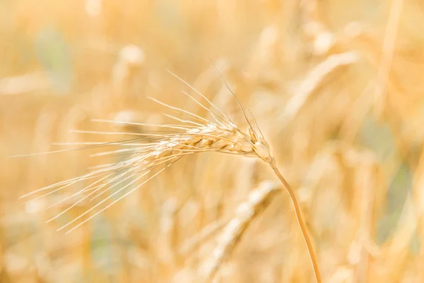 Golden kulak buğday — Stockfoto
