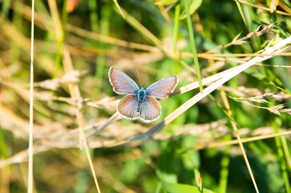 Schmetterling auf Gras — Stockfoto