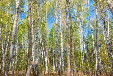 büyük huş güzel güneşli yaz gün arka plan