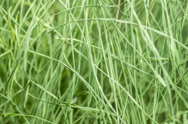 Yaz ormanda büyüyen yeşil çimen