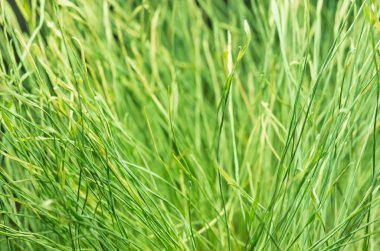 Yeşil Çimen Arkaplanı