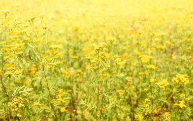 Solucan otu pire otu vulgare 