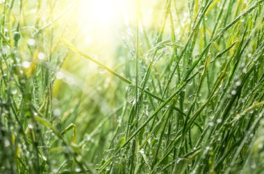 Yeşil çimlerin üzerindeki çiy tanesi