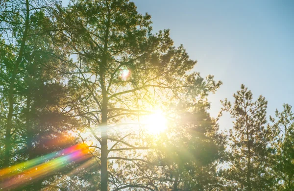 Le luci di un sole — Foto Stock