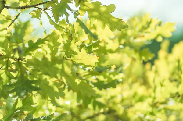 Hojas Roble Una Rama Árbol Bosque — Foto de Stock