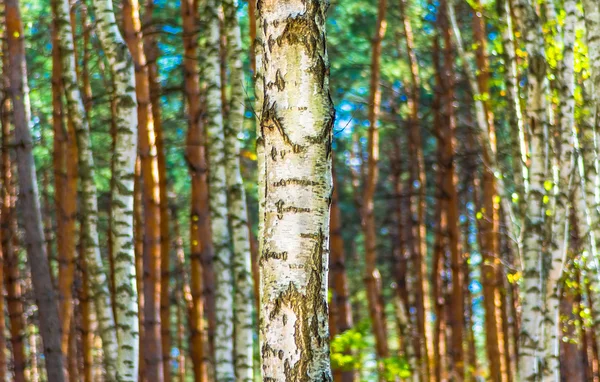 Tronco Una Betulla Foresta Autunno Tempo Soleggiato — Foto Stock