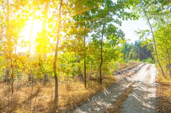 Strada sterrata nel bosco — Foto Stock