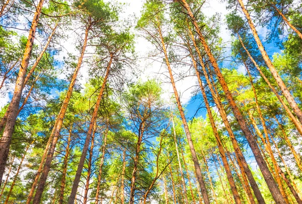 Fondo del bosque de pino — Foto de Stock