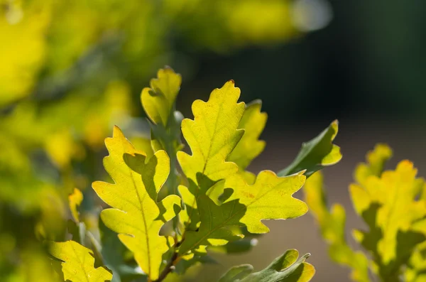 Oak Leaves Tree Branch Forest — Stock Photo, Image
