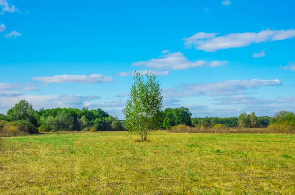 Betulla Solitaria Giorno Estivo Campo — Foto Stock