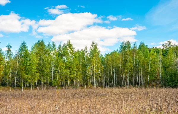 Birch forest background — Stock Photo, Image