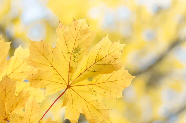 Листья на ветке — стоковое фото