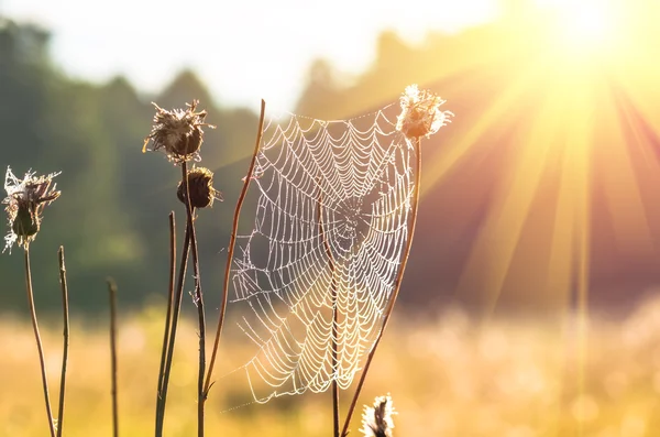 Spindelnät på torrt gräs — Stockfoto