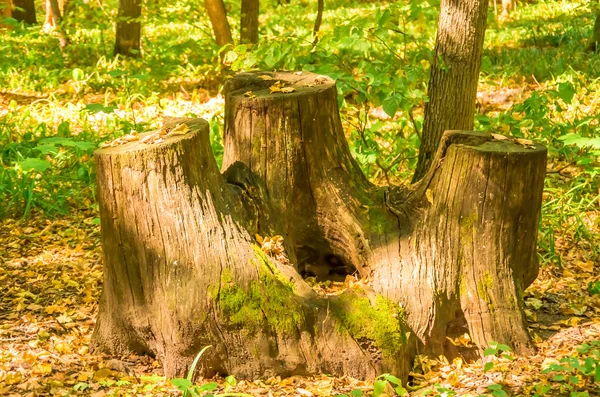 古い切り株の森 — ストック写真