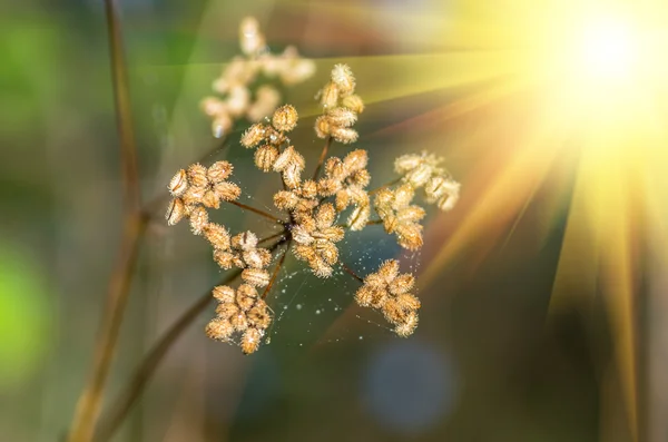 Torkade blommor i fältet — Stockfoto