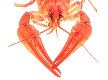 Beyaz arka planda kaynamış kerevit.